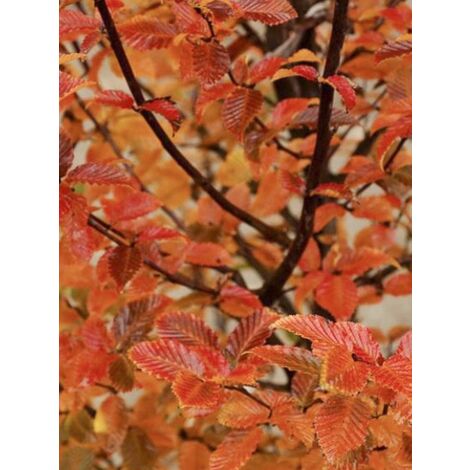 Charme commun 'Orange Retz' Pot de 4L/5L