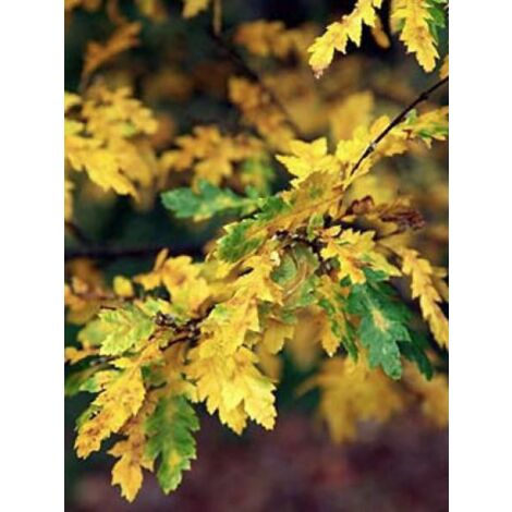 Charme commun 'Quercifolia' Pot de 4L/5L