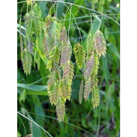 Chasmanthium latifolium Pot de 2L/3L