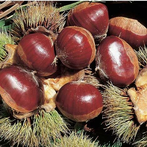 CHÂTAIGNIER BOUCHE DE BETIZAC (1 PLANTE)