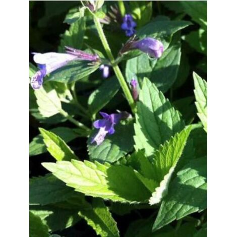 Chataire 'Manchu Blue' Godet de 8/9 cm
