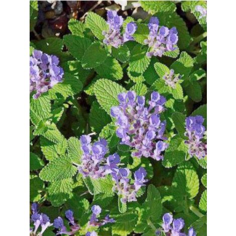Chataire mussinii Godet de 8/9 cm