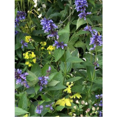 Chataire subsessile 'Laufen' Godet de 8/9 cm