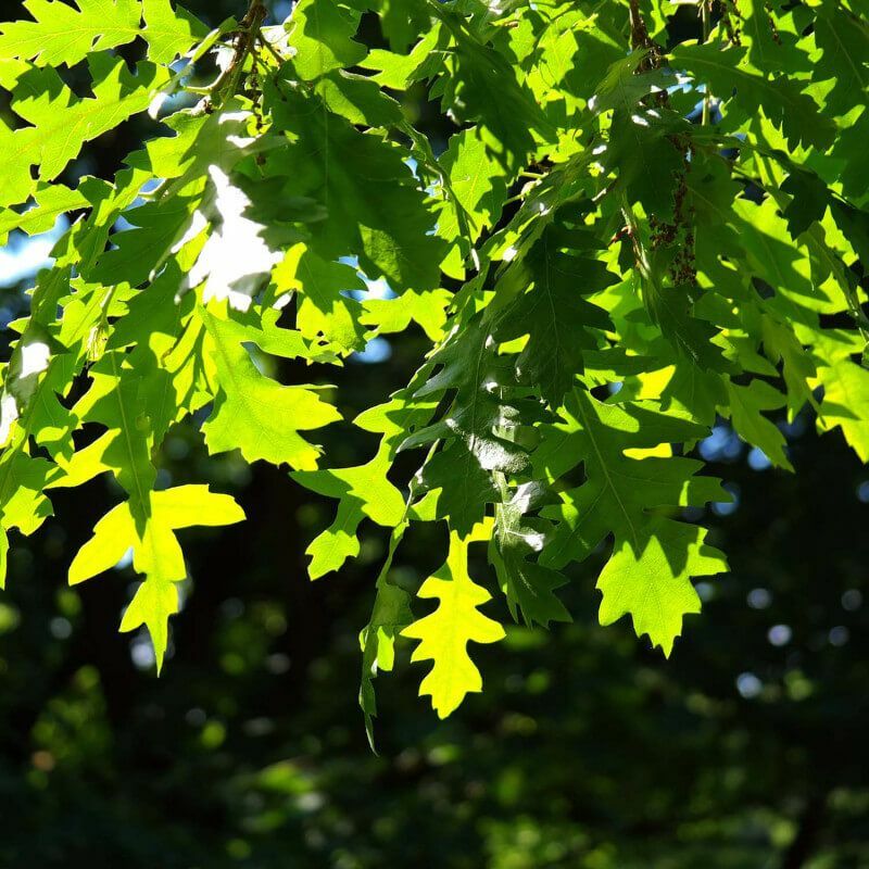 Chêne Chevelu de Bourgogne (Quercus Cerris) - Godet - Taille 20/40cm