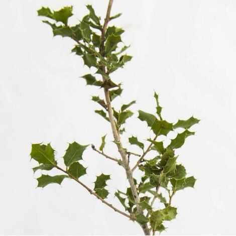 Chêne des Garrigues (Quercus Coccifera) - Godet - Taille 10/15cm