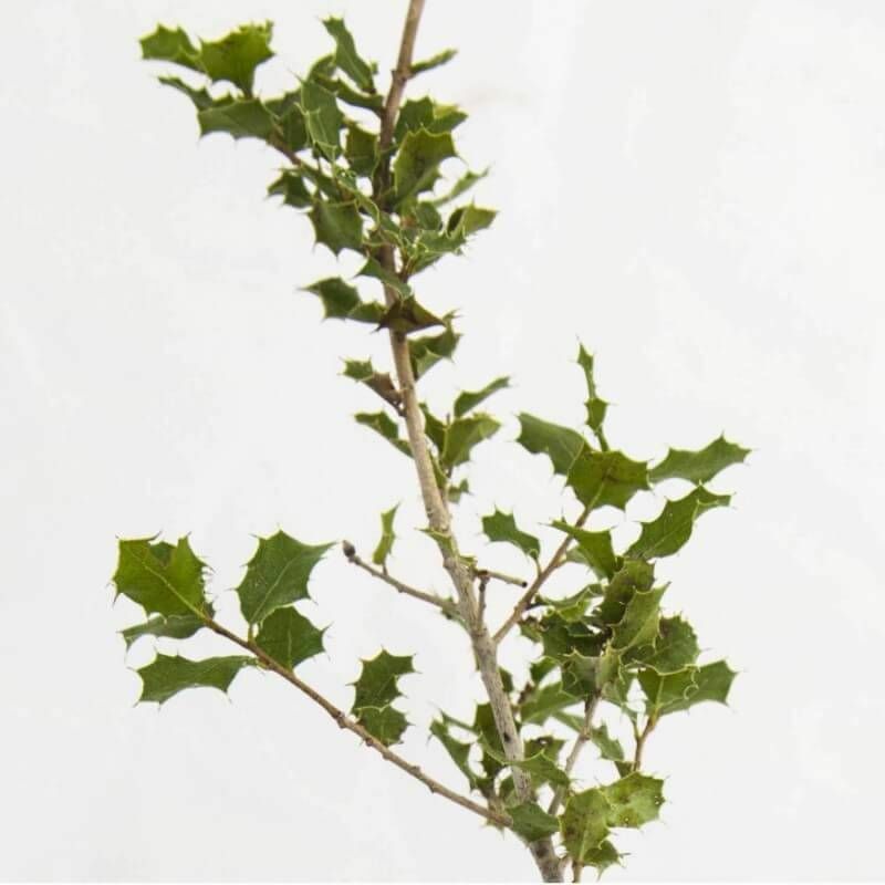 Pepinières Naudet - Chêne des Garrigues (Quercus Coccifera) - Godet - Taille 10/15cm