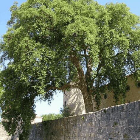 Cuándo plantar un árbol?