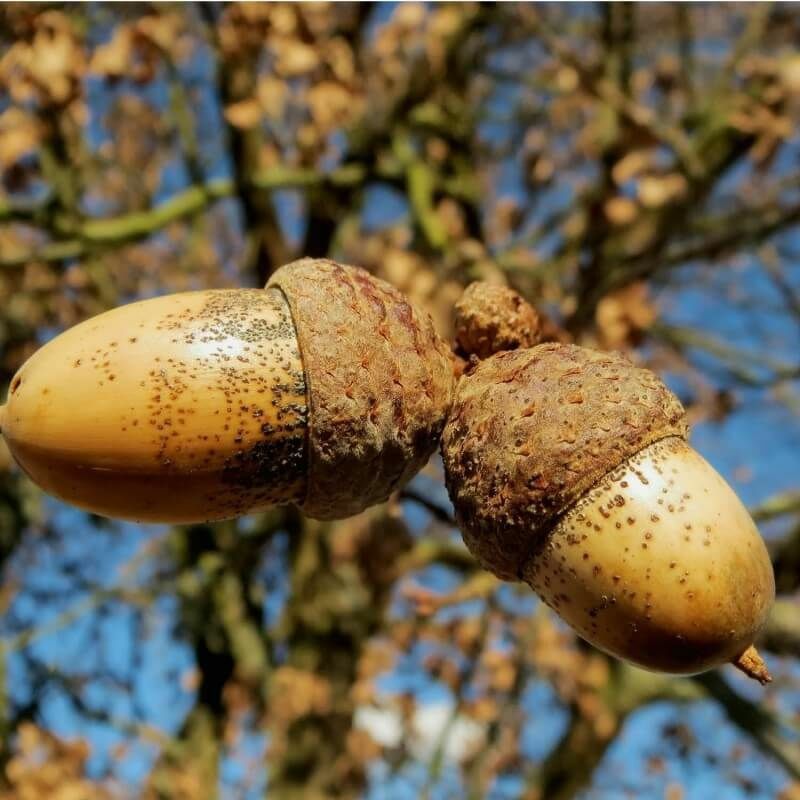 Pepinières Naudet - Chêne Pédonculé (Quercus Robur) - Godet - Taille 20/40cm