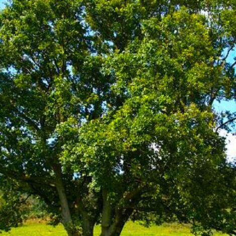 Chêne pédondulé (Quercus robur)