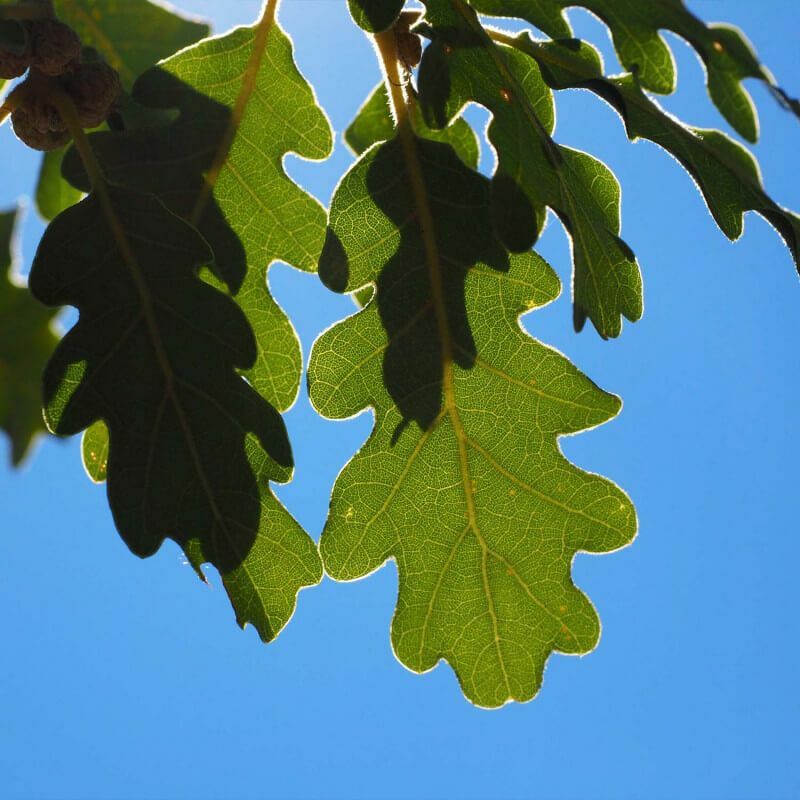 Chêne Pubescent (Quercus Pubescens) - Godet - Taille 20/40cm