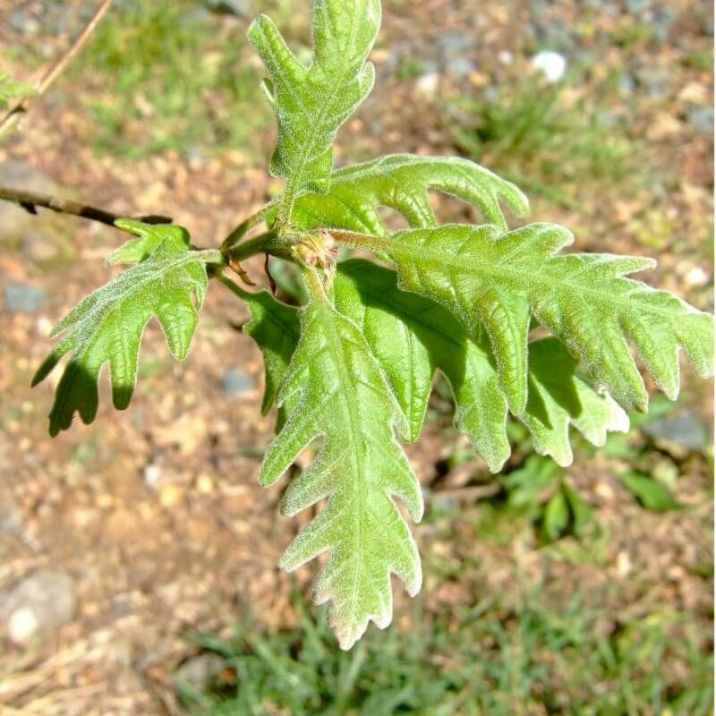 Pepinières Naudet - Chêne Tauzin (Quercus Pyrenaica) - Godet - Taille 20/40cm