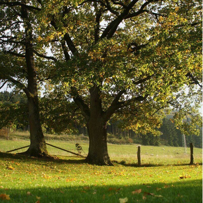 Pepinières Naudet - Chêne Vert (Quercus Ilex) - Godet - Taille 20/40cm