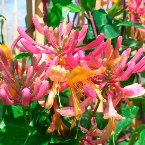 JAVOY PLANTES Chèvrefeuille 'American Beauty' - lonicera heckrottii 3L