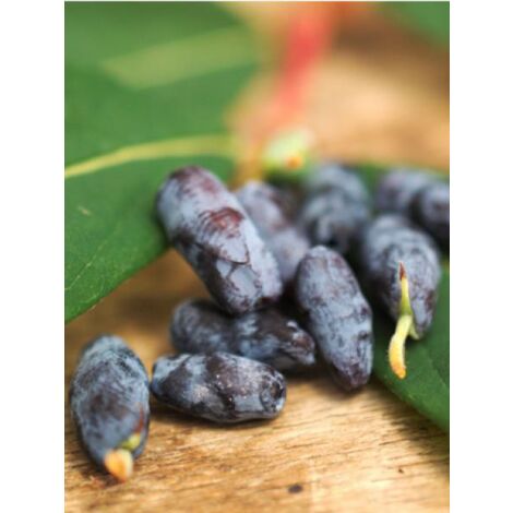 Chèvrefeuille 'Blue Velvet' ou 'Sweet Myberry'