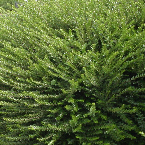 Chèvrefeuille cupule pileata Mossgreen/Pot de 3L