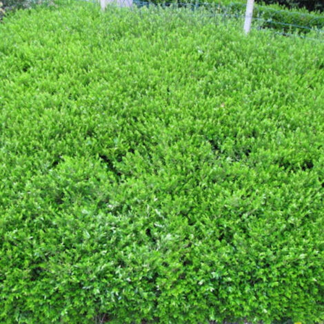 Chèvrefeuille cupule pileata | Pot de 3L - 20/40 cm