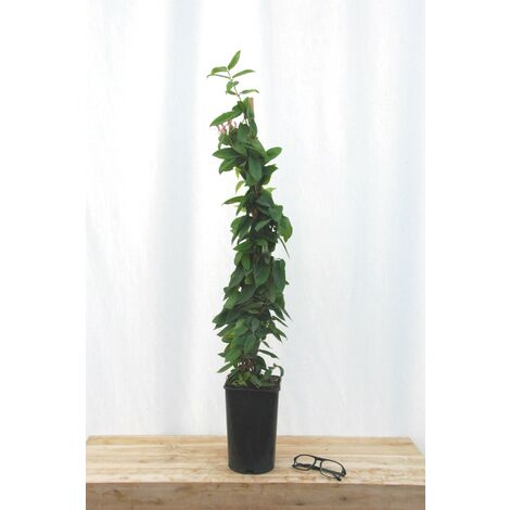 Chèvrefeuille de Henry Taille du pot - Pot de 3 Litres