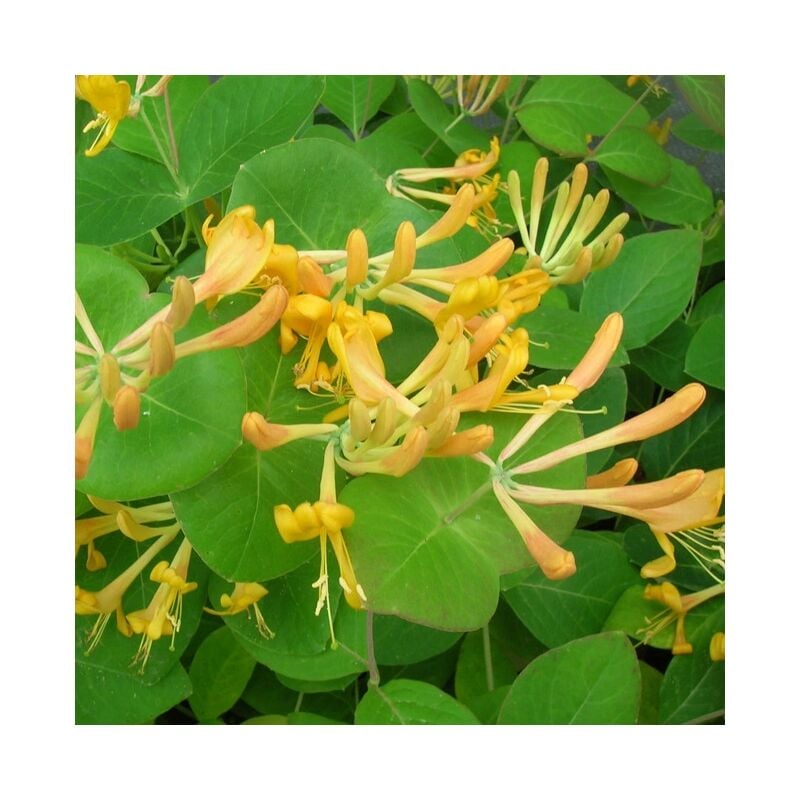Javoy Plantes - Chèvrefeuille de Tellmann - lonicera tellmaniana 3L - 60/90cm