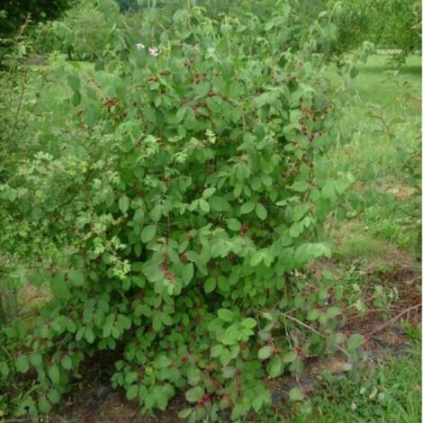 Chévrefeuille des Haies ou Camerisier à Balais (Lonicera Xylosteum)