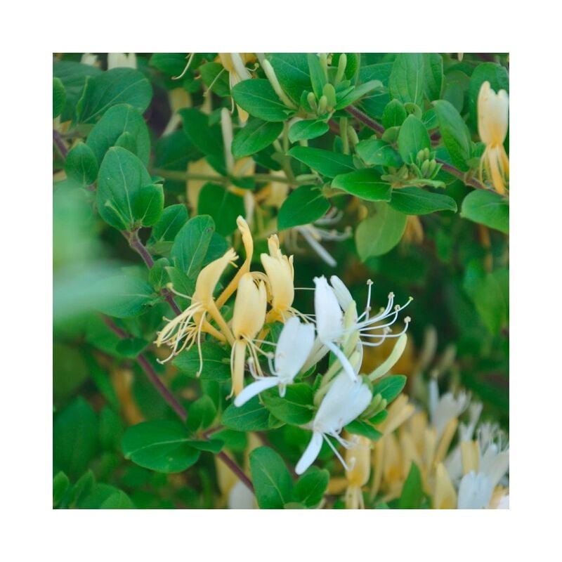 Javoy Plantes - Chèvrefeuille du Japon 'Hall's Prolific' - lonicera japonica halliana 3L