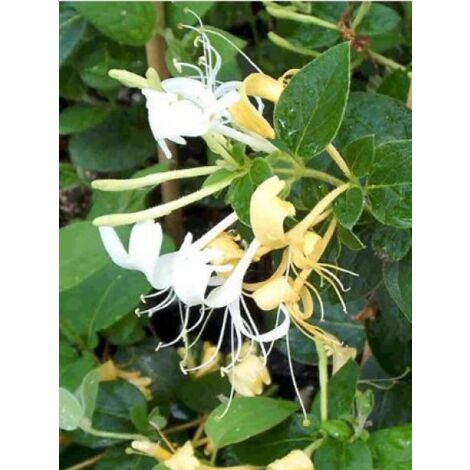 Chèvrefeuille du Japon 'Hall's Prolific' Pot de 2L/3L