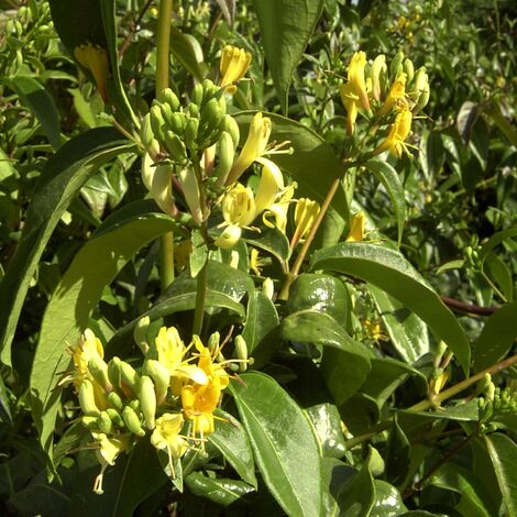 Chèvrefeuille henryi Copper beauty®