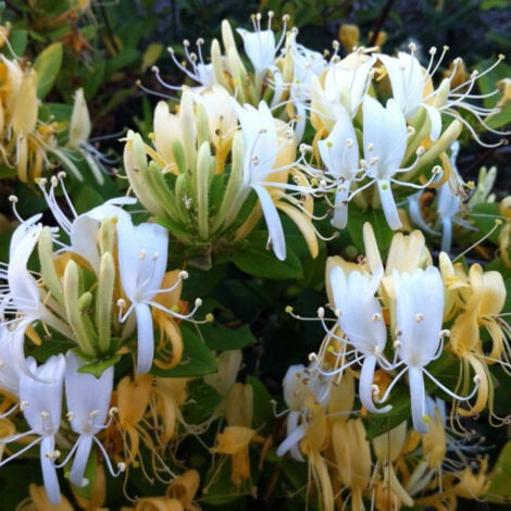 Chèvrefeuille Japonica Hall's Prolific