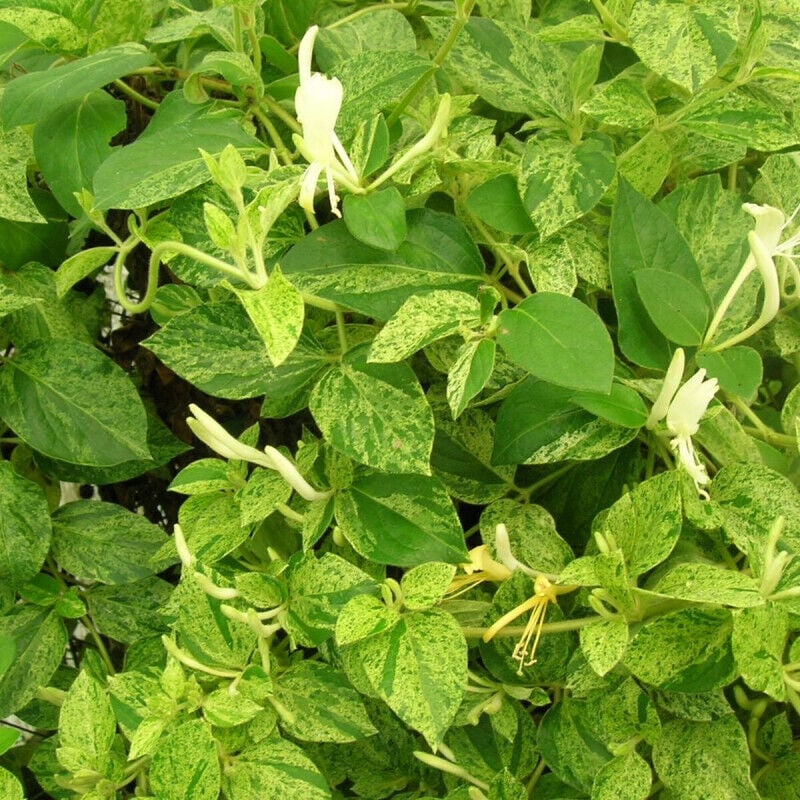 Chèvrefeuille du Japon Mint Crisp®/Pot de 3L