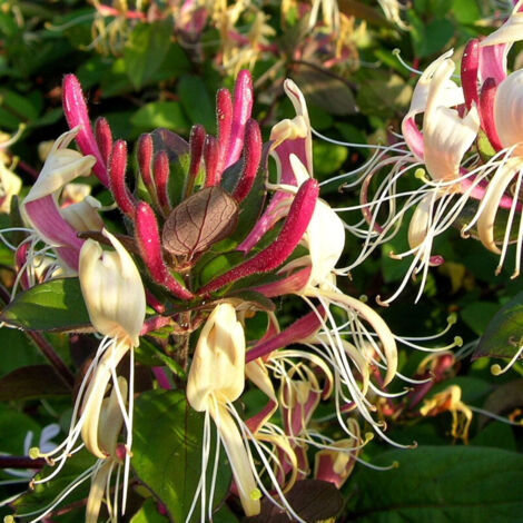 Chèvrefeuille japonica Sinensis