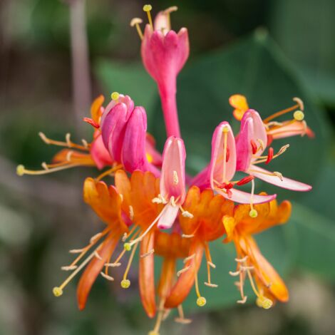 Chèvrefeuille - Lonicera xbrownii Dropmore Scarlet 70cm