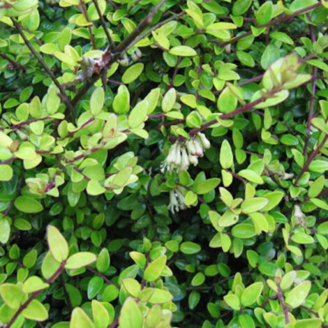 Chèvrefeuille nitida Panmin