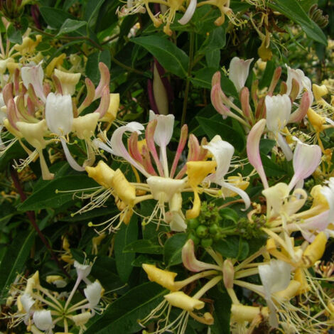 Chèvrefeuille periclymenum CAPRILIA® Cream 'Inov 71' | Pot de 1,5L - Tuteur bambou 30/60 cm