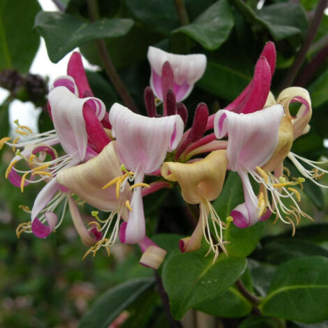 Chèvrefeuille periclymenum CAPRILIA® Imperial 'Inov 86'