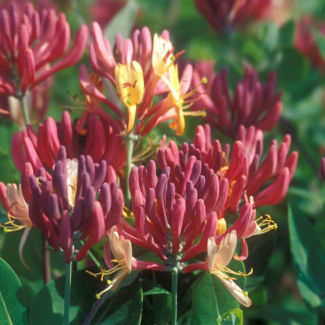 Chèvrefeuille x heckrottii Goldflame