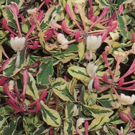 Chèvrefeuille x italica Harlequin® 'Sherlite' | Pot de 1,5L - Tuteur bambou 30/60 cm