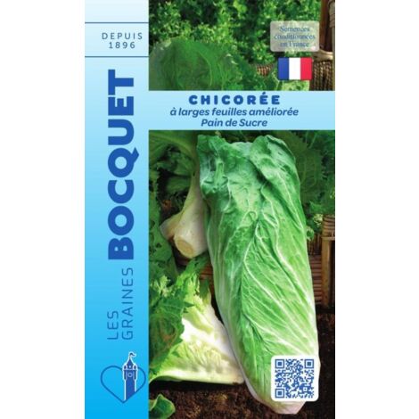 Chicorée à large feuille améliorée pain de sucre - 4g