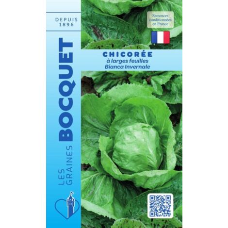 Chicorée à large feuille Bianca Invernale - 3g