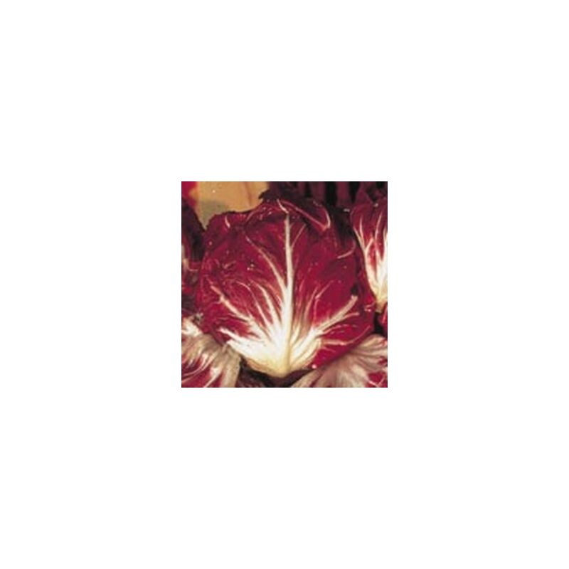 Chicorée à large feuille rouge de Vérone - 4g