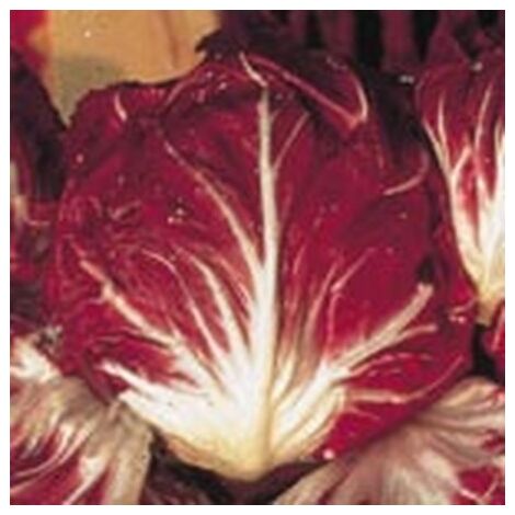Chicorée à large feuille rouge de Vérone - 4g