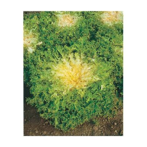 CHICOREE FRISEE DE MEAUX - 3 G - GRAINES DE LÉGUMES