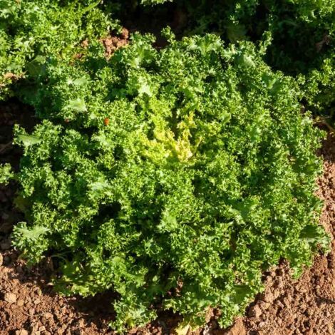 Chicorée Frisée de Meaux Vilmorin