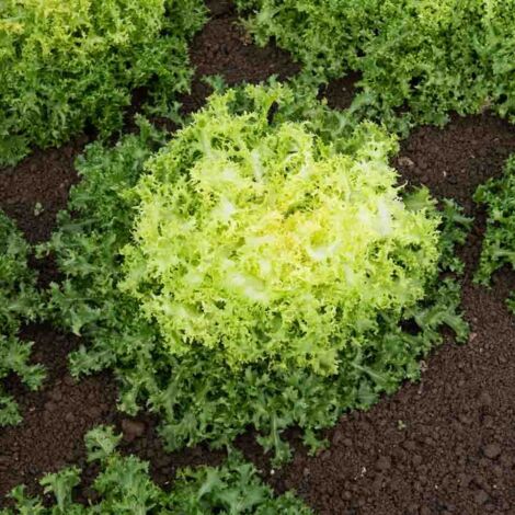 Chicorée Frisée de Ruffec Vilmorin