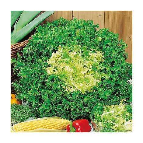 CHICOREE FRISEE DE ST LAURENT - 6 G - graines