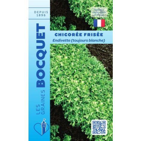 Chicorée frisée endivette toujours blanche - 4g