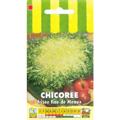 Chicorée frisée fine de Meaux - 3g