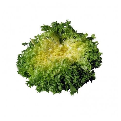 Chicorée frisée grosse pancalière - 3g