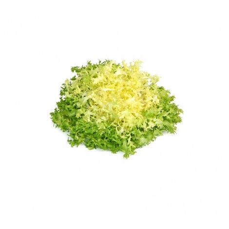Chicorée frisée grosse pommant seule - 3g