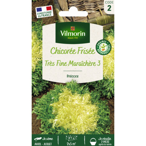 Chicorée Frisée Très Fine Maraîchère 3 Vilmorin