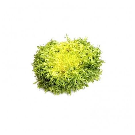 Chicorée frisée très fine maraîchère - 3g
