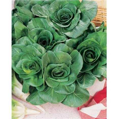 CHICOREE SAUVAGE AMELIOREE BLONDE - 3 G - GRAINE